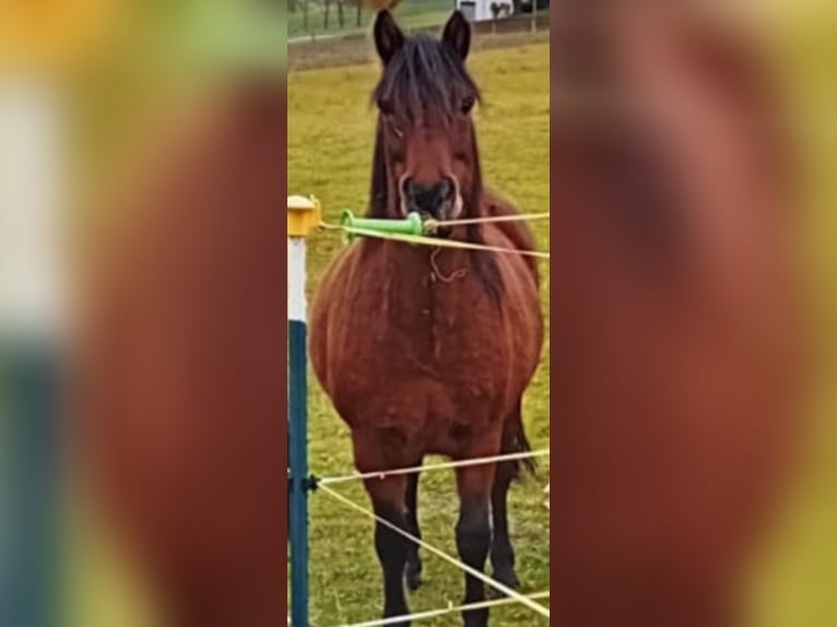 Kuc walijski sekcji C Klacz 6 lat 129 cm Gniada in Hohenahr