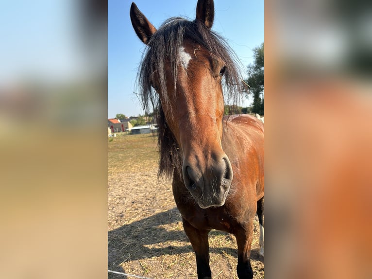 Kuc walijski sekcji C Klacz 6 lat Gniada in Groß Pinnow