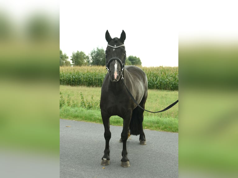 Kuc walijski sekcji C Klacz 7 lat 137 cm Kara in GROTE-BROGEL