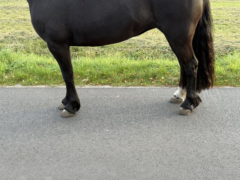 Kuc walijski sekcji C Klacz 7 lat 137 cm Kara in GROTE-BROGEL