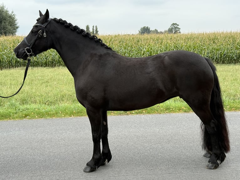 Kuc walijski sekcji C Klacz 7 lat 137 cm Kara in GROTE-BROGEL