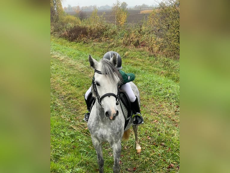 Kuc walijski sekcji C Klacz 8 lat 130 cm Siwa in Nowy dwor gdanski