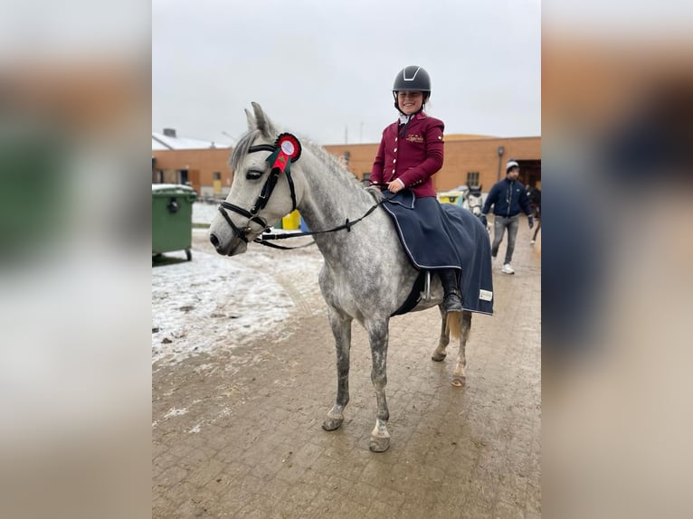 Kuc walijski sekcji C Klacz 8 lat 130 cm Siwa in Nowy dwor gdanski