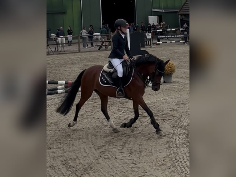 Kuc walijski sekcji C Klacz 8 lat 132 cm Gniada in Stadskanaal