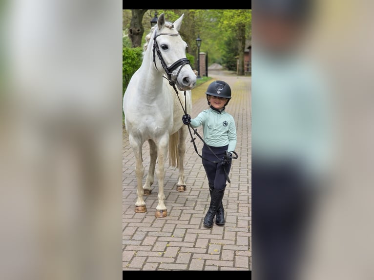 Kuc walijski sekcji C Mix Klacz 8 lat 135 cm Siwa in Wesel