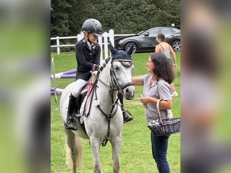 Kuc walijski sekcji C Klacz 9 lat 130 cm Siwa in Uedem