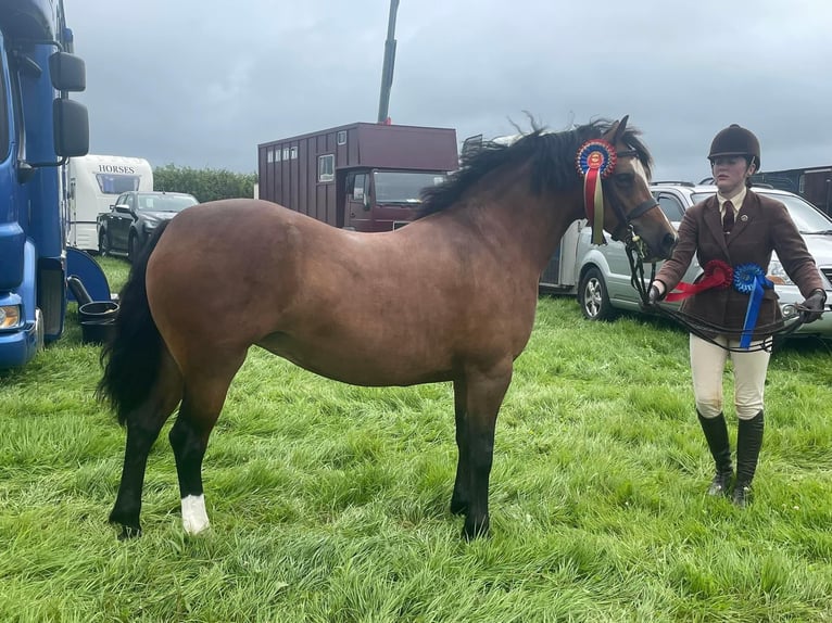 Kuc walijski sekcji C Klacz 9 lat 132 cm Gniada in Devon