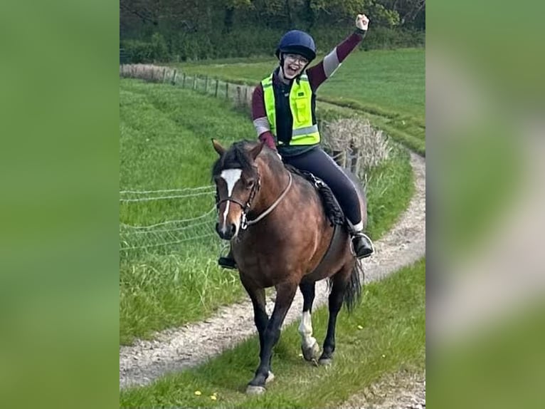 Kuc walijski sekcji C Klacz 9 lat 132 cm Gniada in Devon