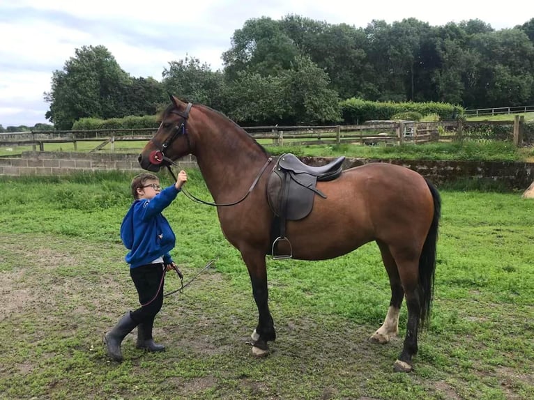 Kuc walijski sekcji C Klacz 9 lat 132 cm Gniada in Devon