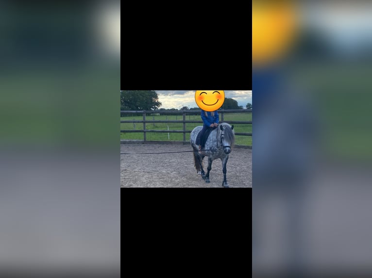 Kuc walijski sekcji C Mix Klacz 9 lat 132 cm Siwa jabłkowita in Hohenfelde