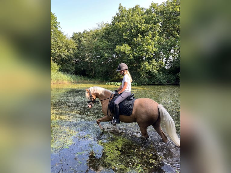 Kuc walijski sekcji C Klacz 9 lat 134 cm Izabelowata in Nieuwe Niedorp