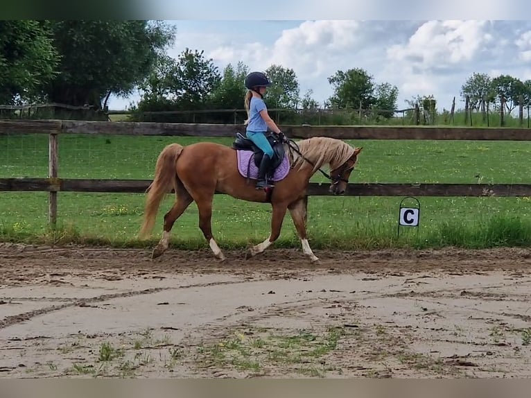 Kuc walijski sekcji C Klacz 9 lat 137 cm Kasztanowata in Boutersem