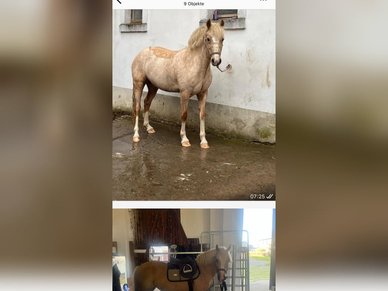 Kuc walijski sekcji C Klacz 9 lat 138 cm Izabelowata in Langenwetzendorf