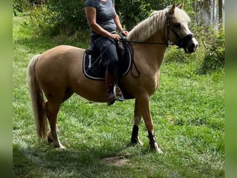 Kuc walijski sekcji C Klacz 9 lat 138 cm Izabelowata in Langenwetzendorf