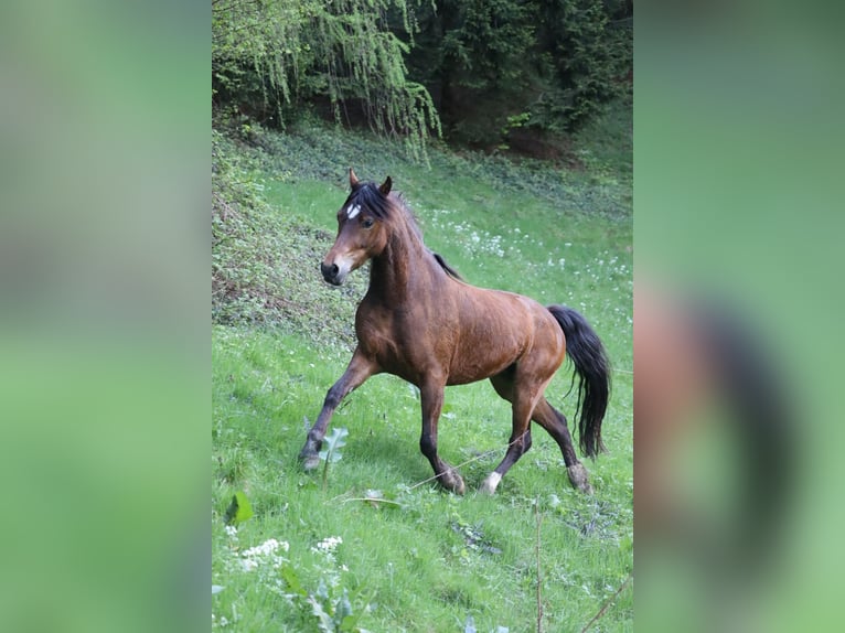 Kuc walijski sekcji C Klacz 9 lat 141 cm Gniada in Gärtenberg