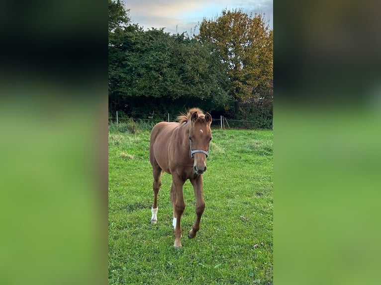 Kuc walijski sekcji C Klacz Źrebak (05/2024) 168 cm Cisawa in Krefeld