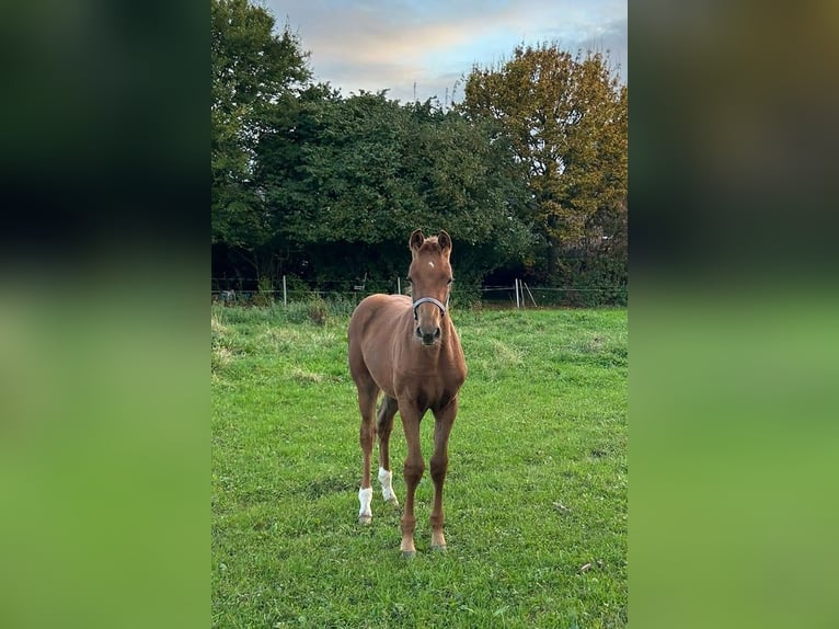 Kuc walijski sekcji C Klacz Źrebak (05/2024) 168 cm Cisawa in Krefeld