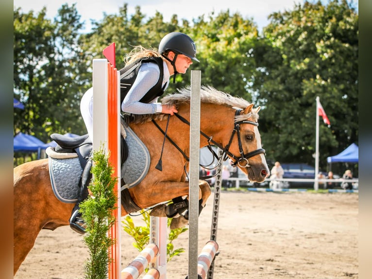 Kuc walijski sekcji C Ogier 5 lat 132 cm Izabelowata in Wągrowiec