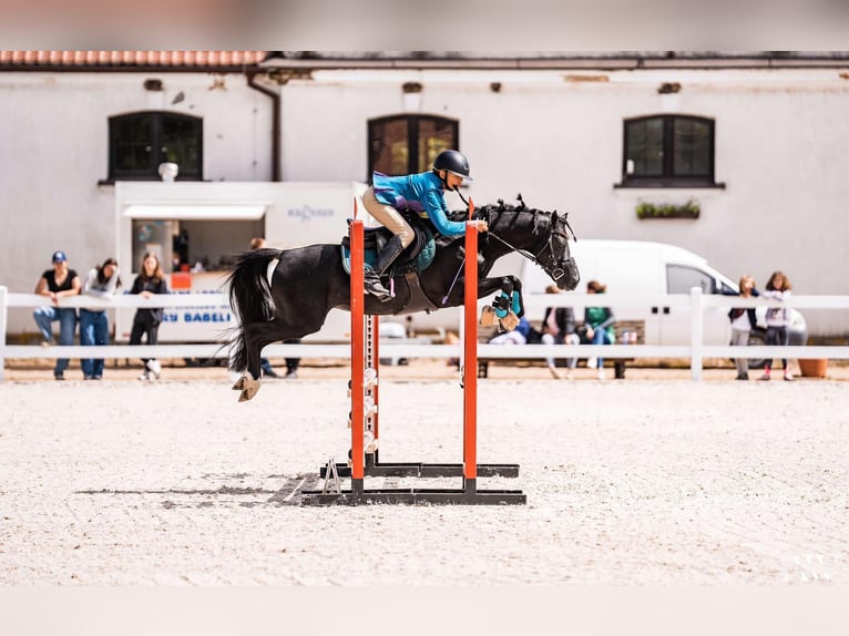 Kuc walijski sekcji C Ogier 7 lat 134 cm Kara in Łąka