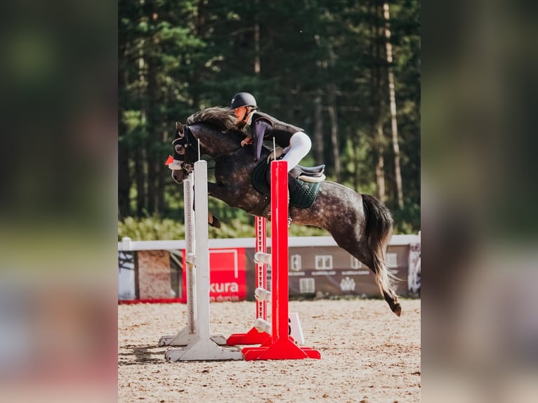 Kuc walijski sekcji C Mix Ogier 7 lat 138 cm Siwa jabłkowita in Rīgas raj