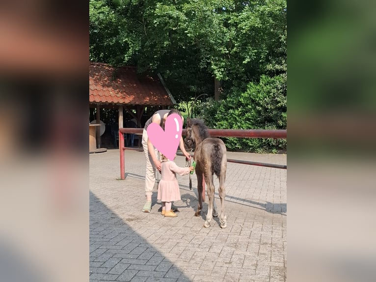Kuc walijski sekcji C Mix Ogier Źrebak (05/2025) 135 cm Kara in Uelsen