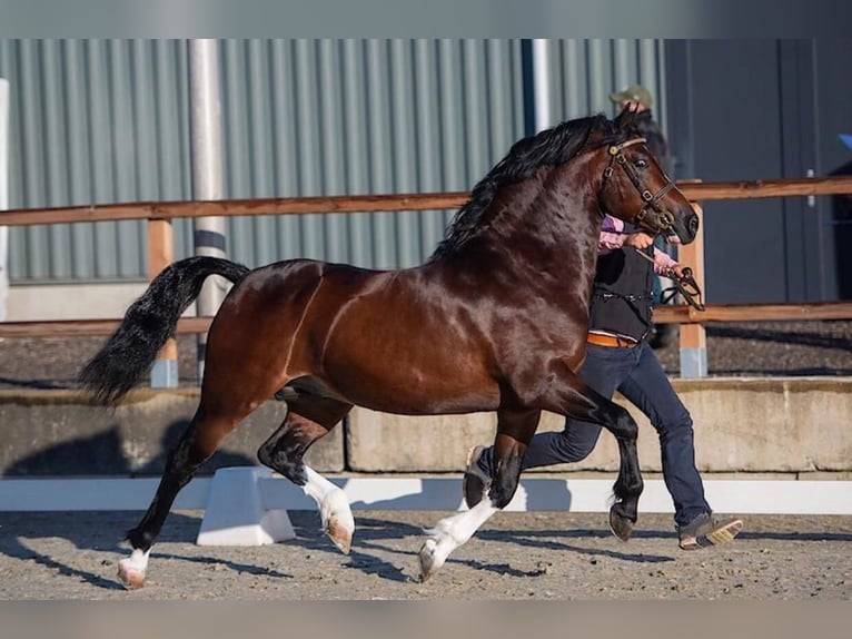 Kuc walijski sekcji C Ogier Źrebak (04/2024) 136 cm Kasztanowata in Hengelo (Gld)