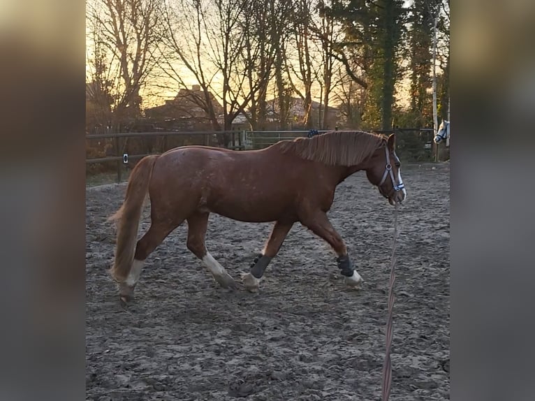 Kuc walijski sekcji C Wałach 12 lat 147 cm Kasztanowata in Ostrohe