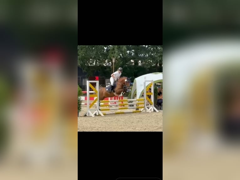 Kuc walijski sekcji C Wałach 13 lat 140 cm Ciemnokasztanowata in Lingen