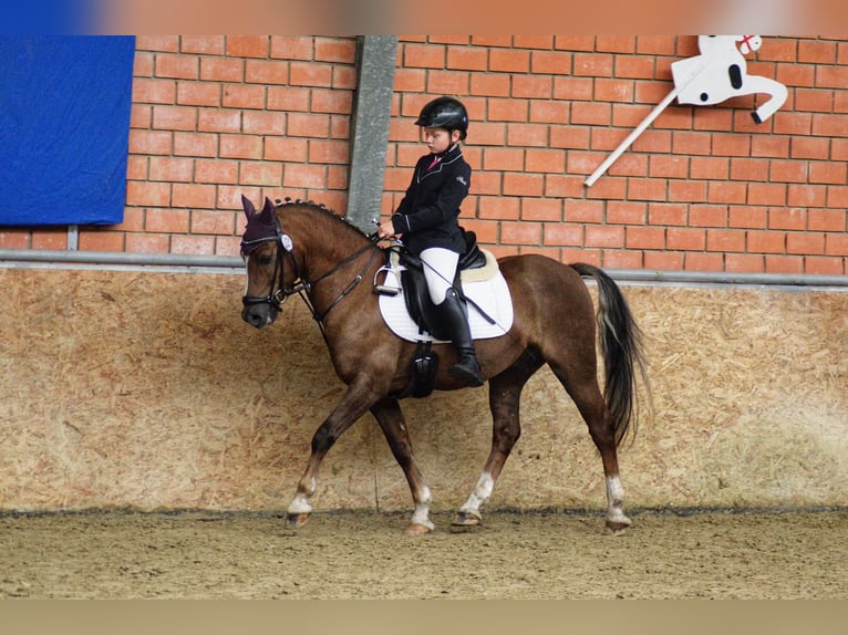 Kuc walijski sekcji C Wałach 13 lat 140 cm Ciemnokasztanowata in Lingen
