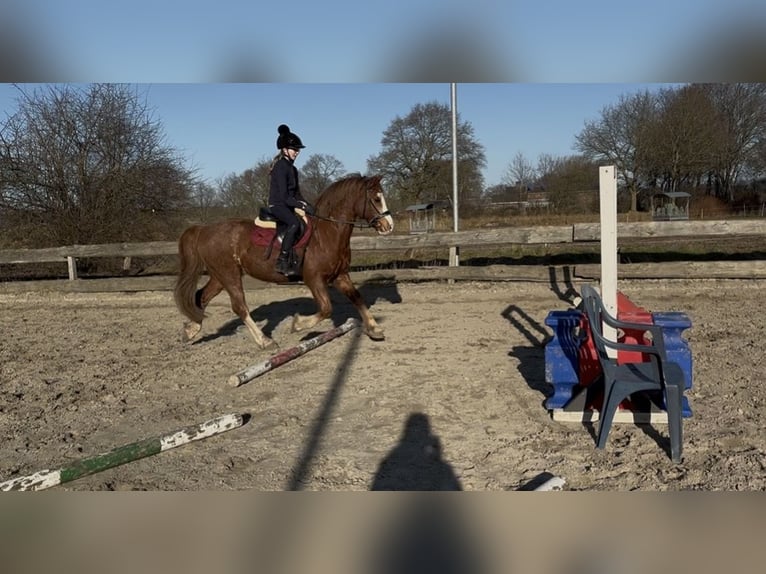 Kuc walijski sekcji C Wałach 13 lat 145 cm Ciemnokasztanowata in Heide