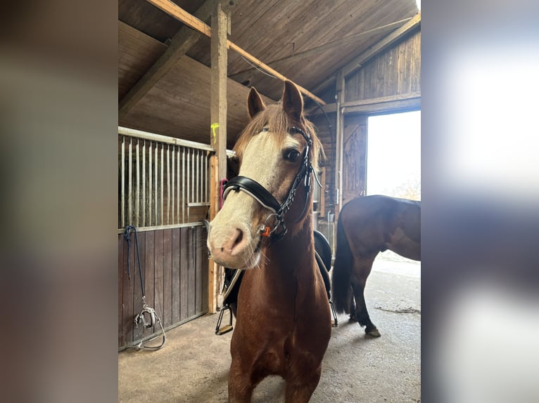 Kuc walijski sekcji C Wałach 13 lat 145 cm Ciemnokasztanowata in Heide