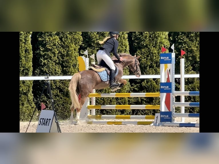 Kuc walijski sekcji C Wałach 14 lat 134 cm Kasztanowata in Siemianowice