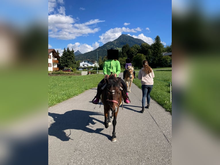 Kuc walijski sekcji C Wałach 15 lat 130 cm Gniada in Thüringen