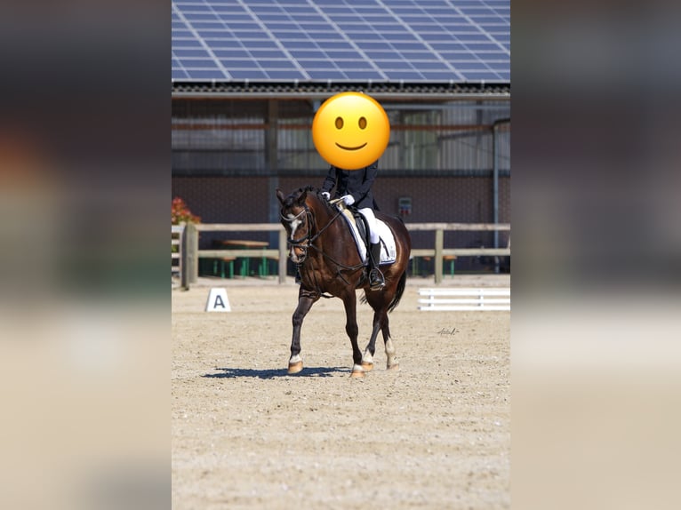 Kuc walijski sekcji C Wałach 15 lat 138 cm Ciemnogniada in L&#xFC;dinghausen