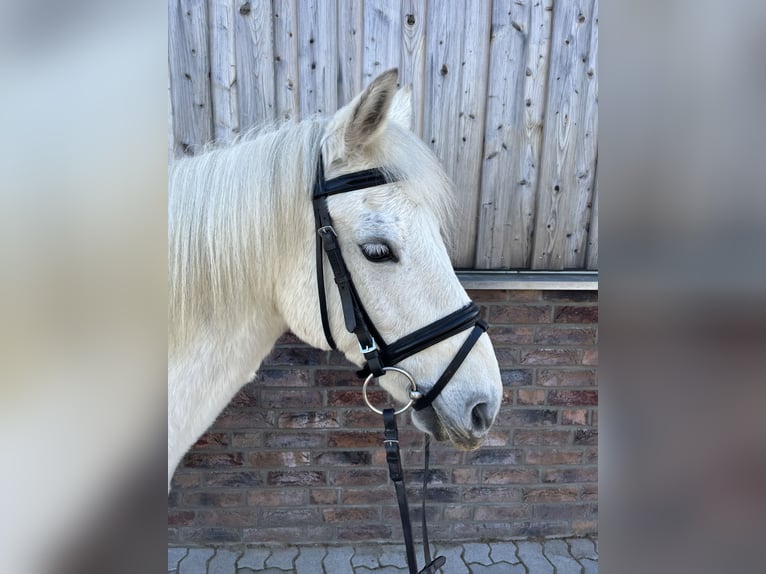 Kuc walijski sekcji C Wałach 16 lat 131 cm Siwa jabłkowita in Kutenholz