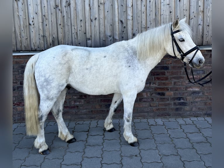 Kuc walijski sekcji C Wałach 16 lat 131 cm Siwa jabłkowita in Kutenholz