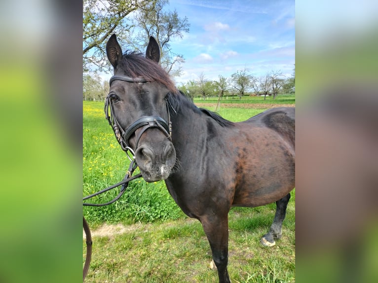 Kuc walijski sekcji C Wałach 18 lat 139 cm Kara in Leinfelden-Echterdingen
