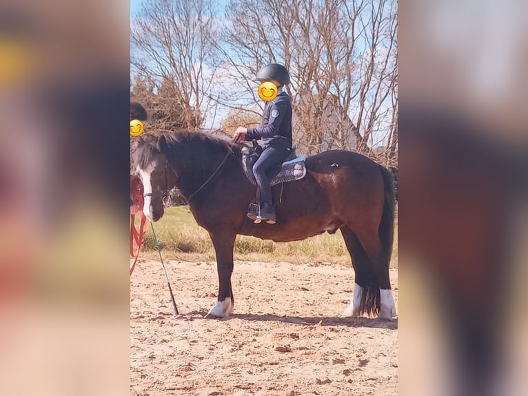 Kuc walijski sekcji C Mix Wałach 22 lat 130 cm Kara in Rostock