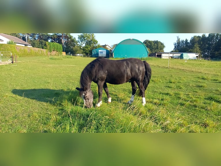 Kuc walijski sekcji C Mix Wałach 23 lat 130 cm Kara in Rostock