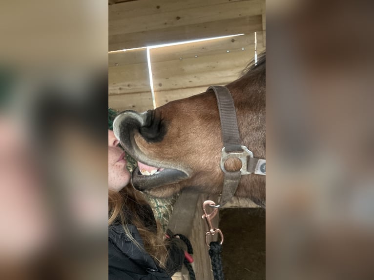 Kuc walijski sekcji C Wałach 2 lat 135 cm Gniada in Kerpen