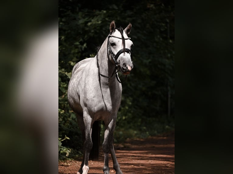 Kuc walijski sekcji C Wałach 4 lat 115 cm Siwa in Stadskanaal