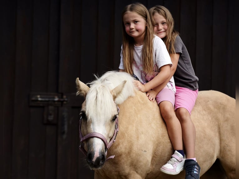 Kuc walijski sekcji C Wałach 5 lat 133 cm Izabelowata in Poznań