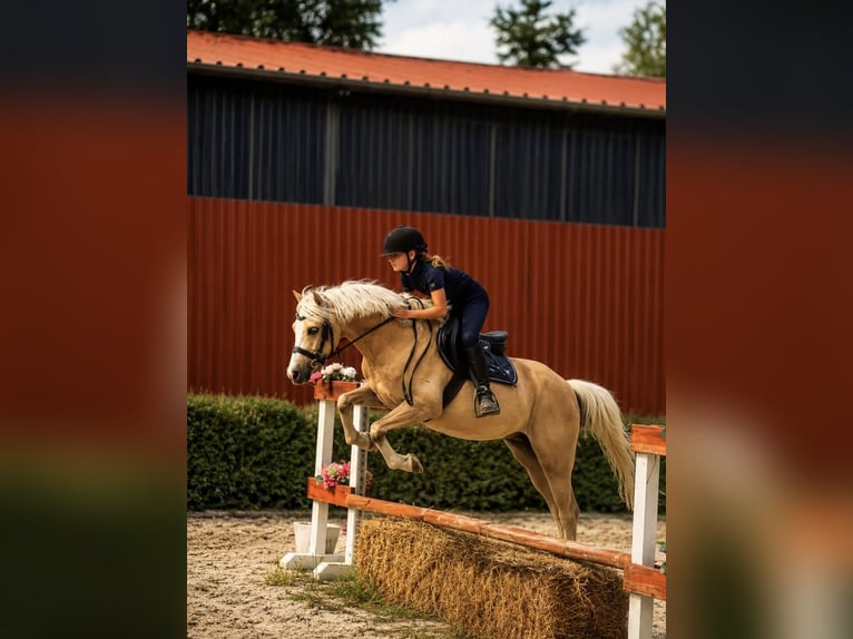 Kuc walijski sekcji C Wałach 5 lat 133 cm Izabelowata in Poznań