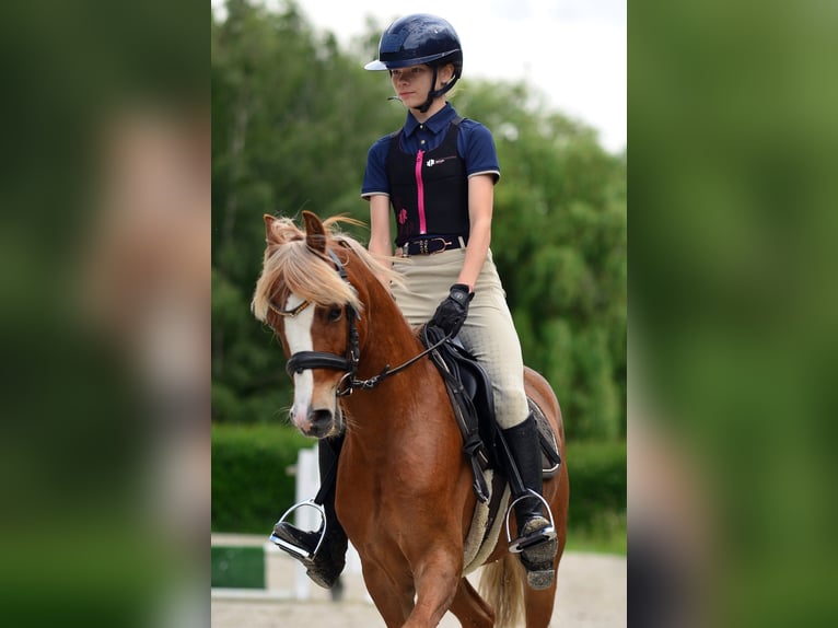 Kuc walijski sekcji C Wałach 5 lat 135 cm Kasztanowata in Poznań