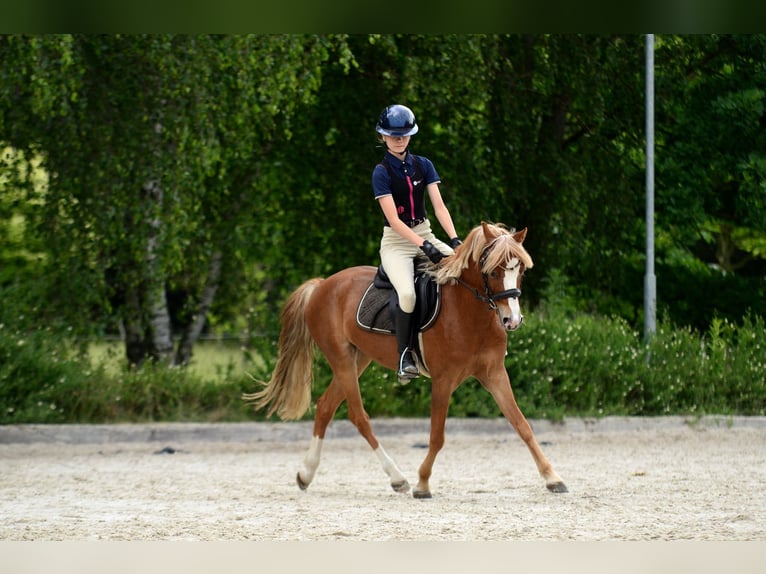 Kuc walijski sekcji C Wałach 5 lat 135 cm Kasztanowata in Poznań