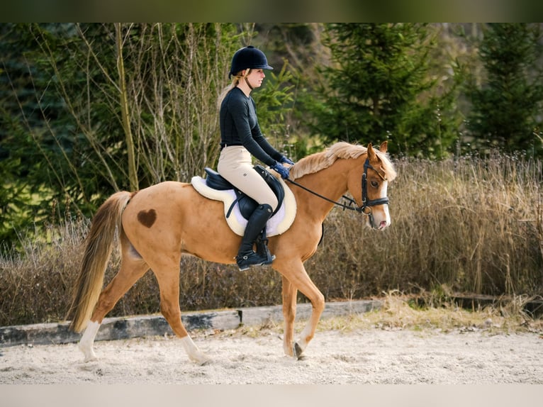 Kuc walijski sekcji C Wałach 5 lat 135 cm Kasztanowata in Kicin