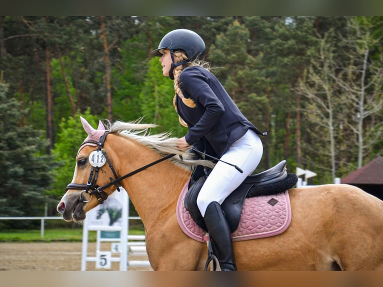 Kuc walijski sekcji C Wałach 5 lat 136 cm Izabelowata in Żnin