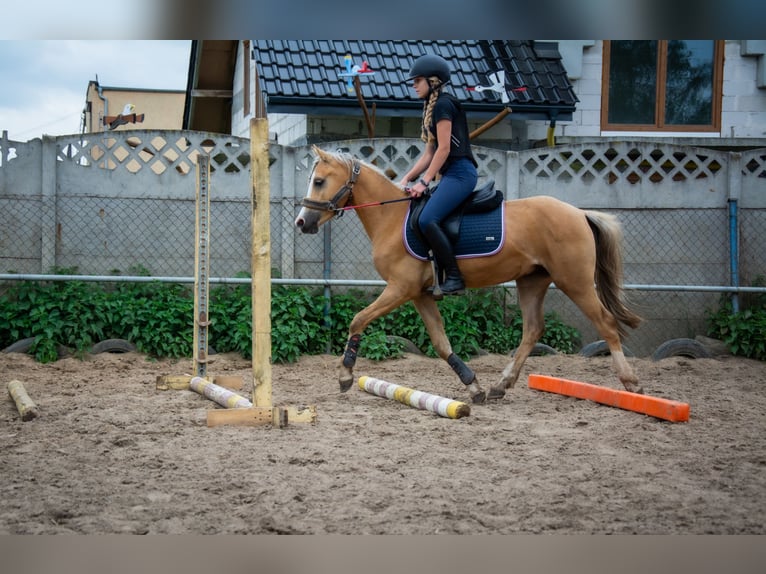 Kuc walijski sekcji C Wałach 5 lat 136 cm Izabelowata in Żnin