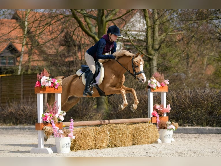 Kuc walijski sekcji C Wałach 5 lat 136 cm Kasztanowata in Kicin