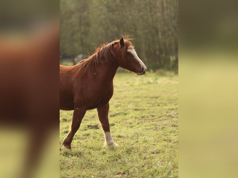 Kuc walijski sekcji C Wałach 5 lat Kasztanowata in Vetschau